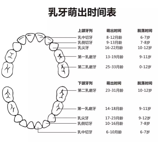 尚佳專(zhuān)業(yè)月嫂丨何時(shí)長(zhǎng)牙才算正常？